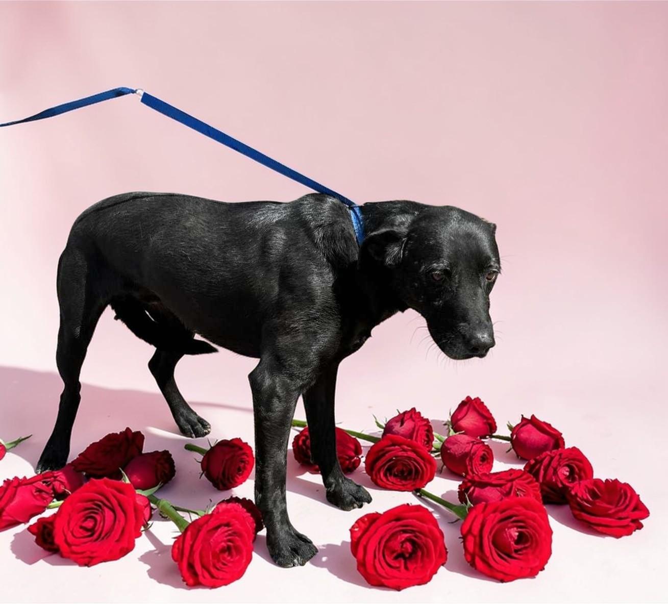 Rootie , a ADOPTABLE Black Labrador Retriever in Seattle, WA image 6/6