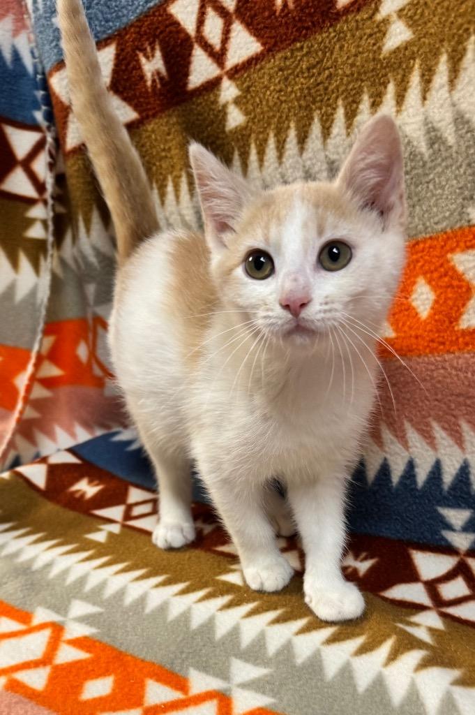 Sycamore, a Adopted mixed breed in Shelbyville, TN image 2/3