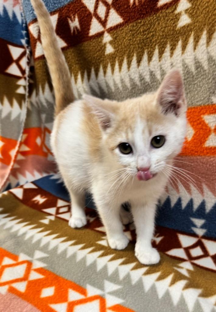Sycamore, a Adopted mixed breed in Shelbyville, TN image 3/3