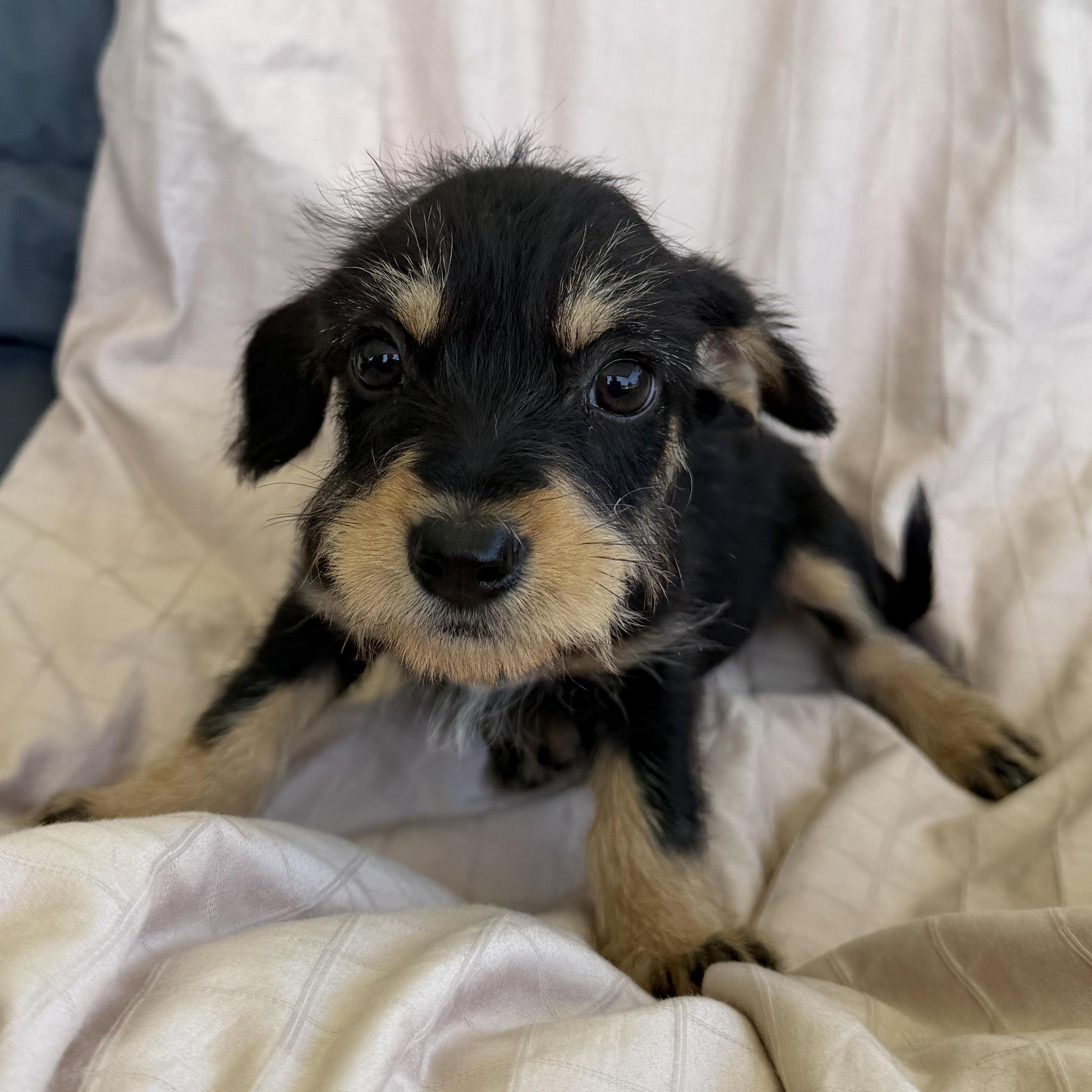 Michelle, ADOPTABLE, Puppy Female Yorkshire Terrier & Schnoodle.