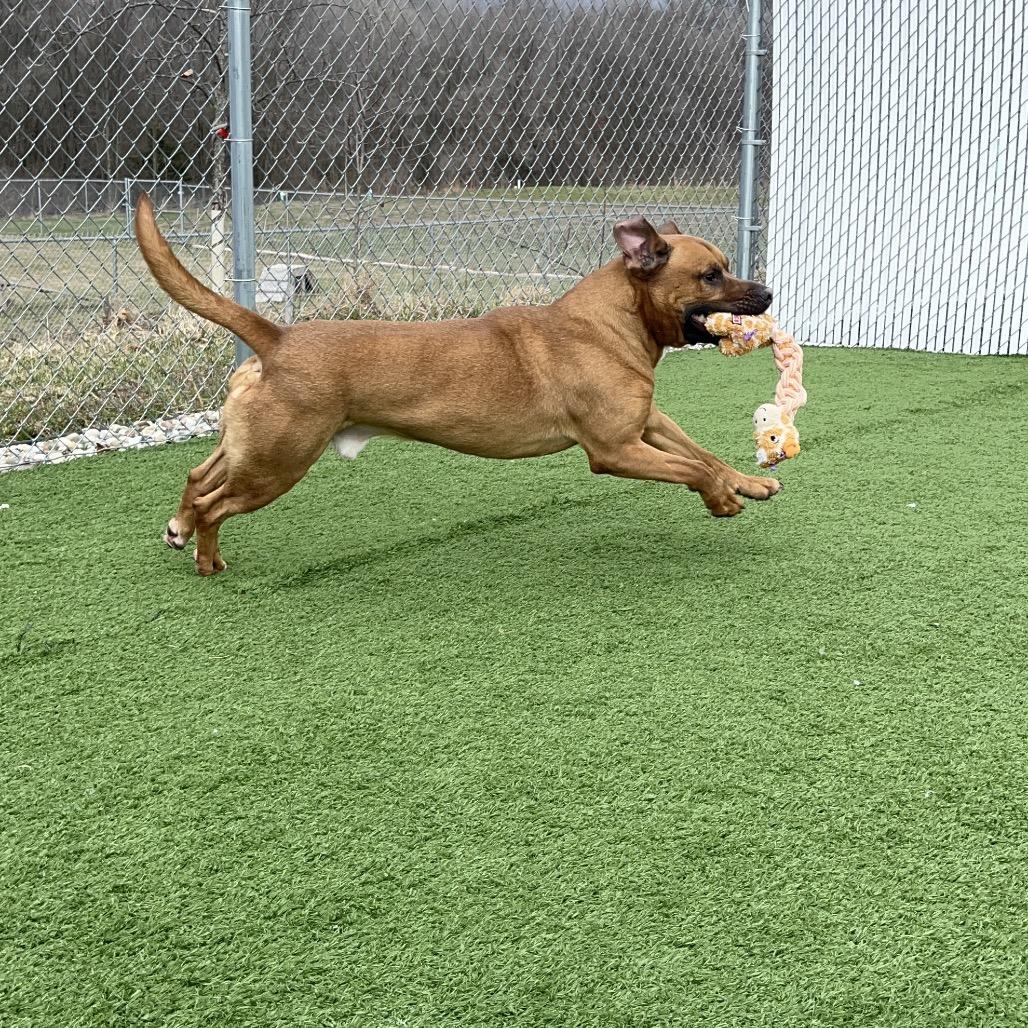 Enlarge Sylvester, a Adoptable Staffordshire Bull Terrier in Bristol, IN image 1/6