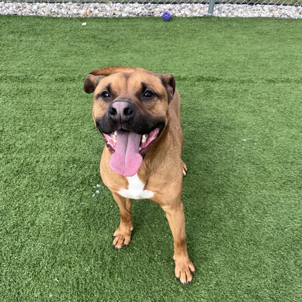 Enlarge Sylvester, a Adoptable Staffordshire Bull Terrier in Bristol, IN image 3/6