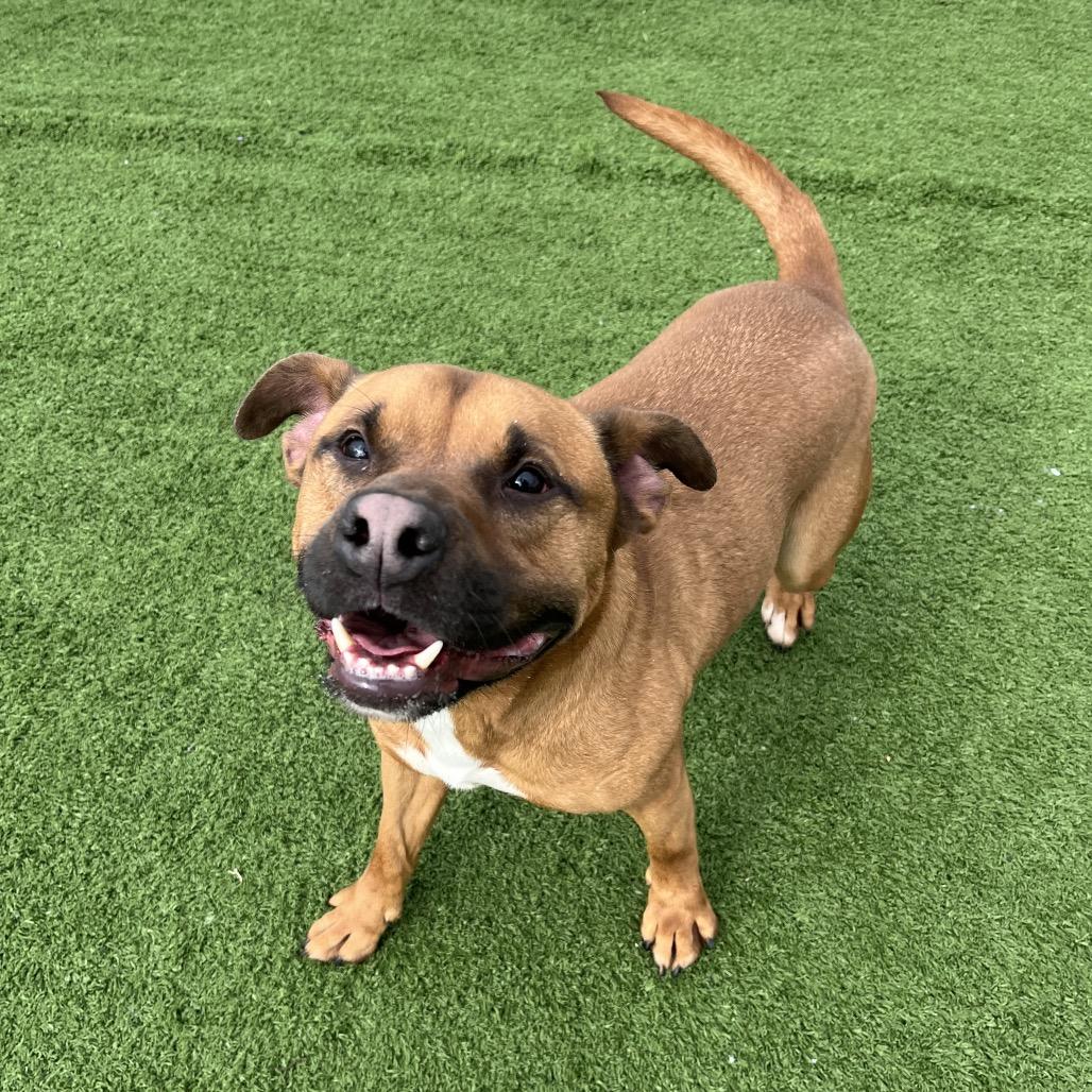 Sylvester — thumbnail 3