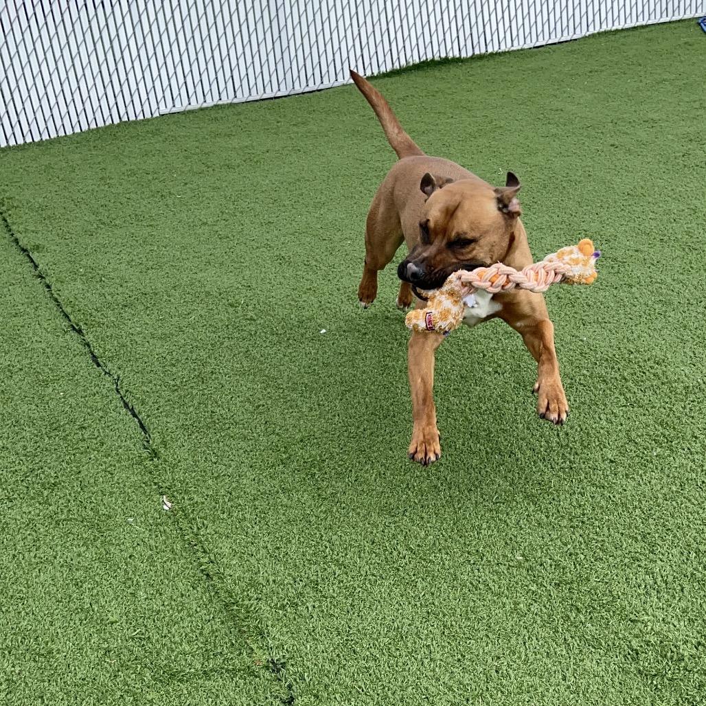 Enlarge Sylvester, a Adoptable Staffordshire Bull Terrier in Bristol, IN image 4/6