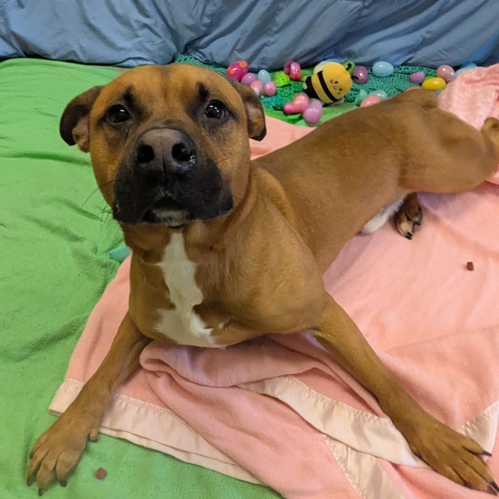 Enlarge Sylvester, a Adoptable Staffordshire Bull Terrier in Bristol, IN image 4/6