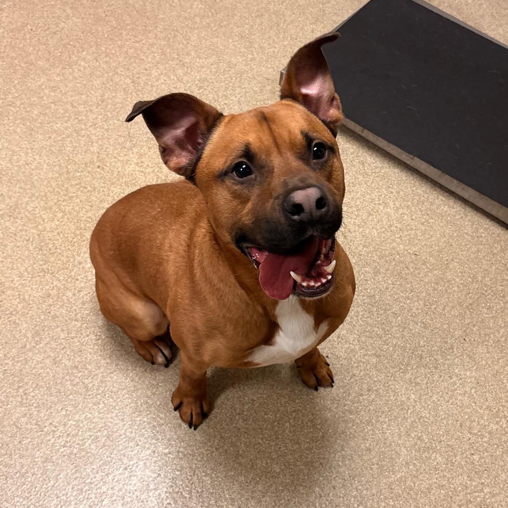 Enlarge Sylvester, a Adoptable Staffordshire Bull Terrier in Bristol, IN image 5/6
