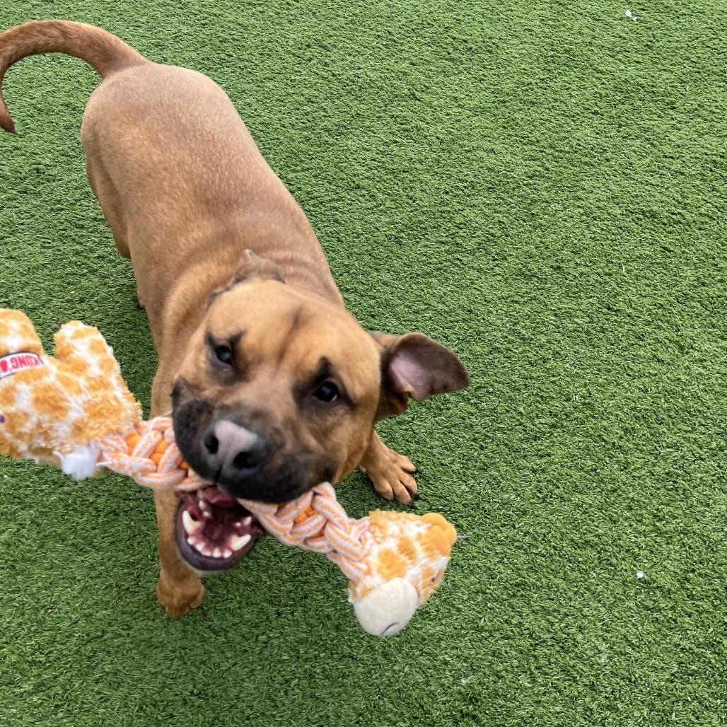 Enlarge Sylvester, a Adoptable Staffordshire Bull Terrier in Bristol, IN image 6/6