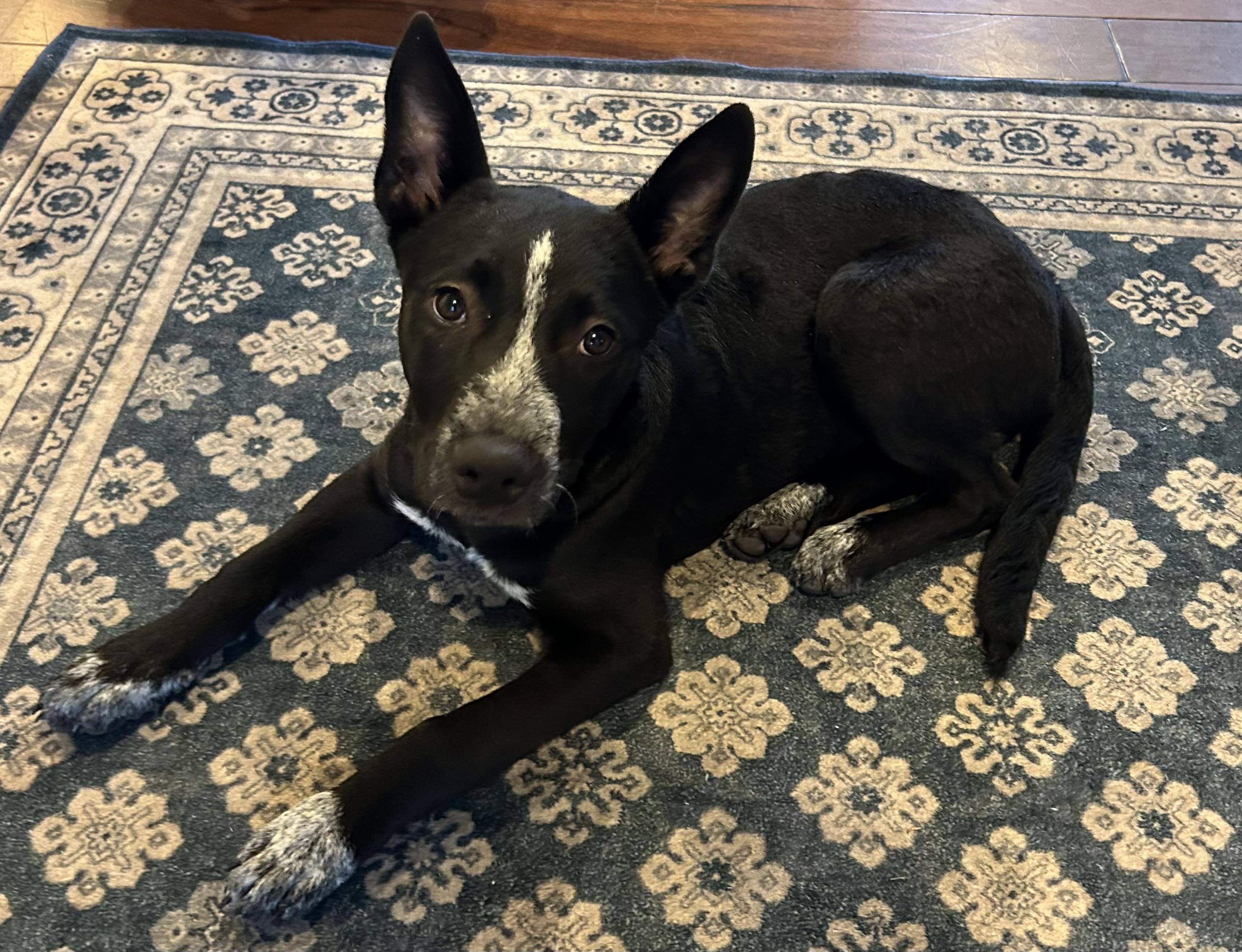 Cleo, a ADOPTABLE mixed breed in Medford, NJ image 2/4