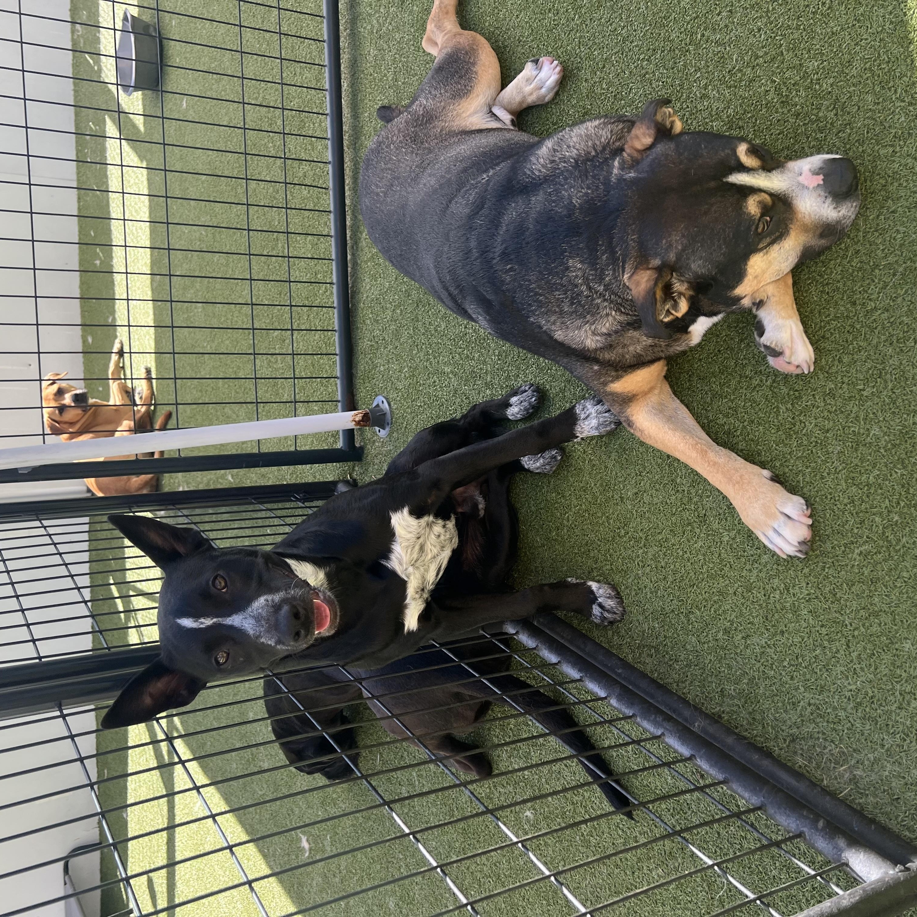 Cleo, a ADOPTABLE mixed breed in Medford, NJ image 3/4