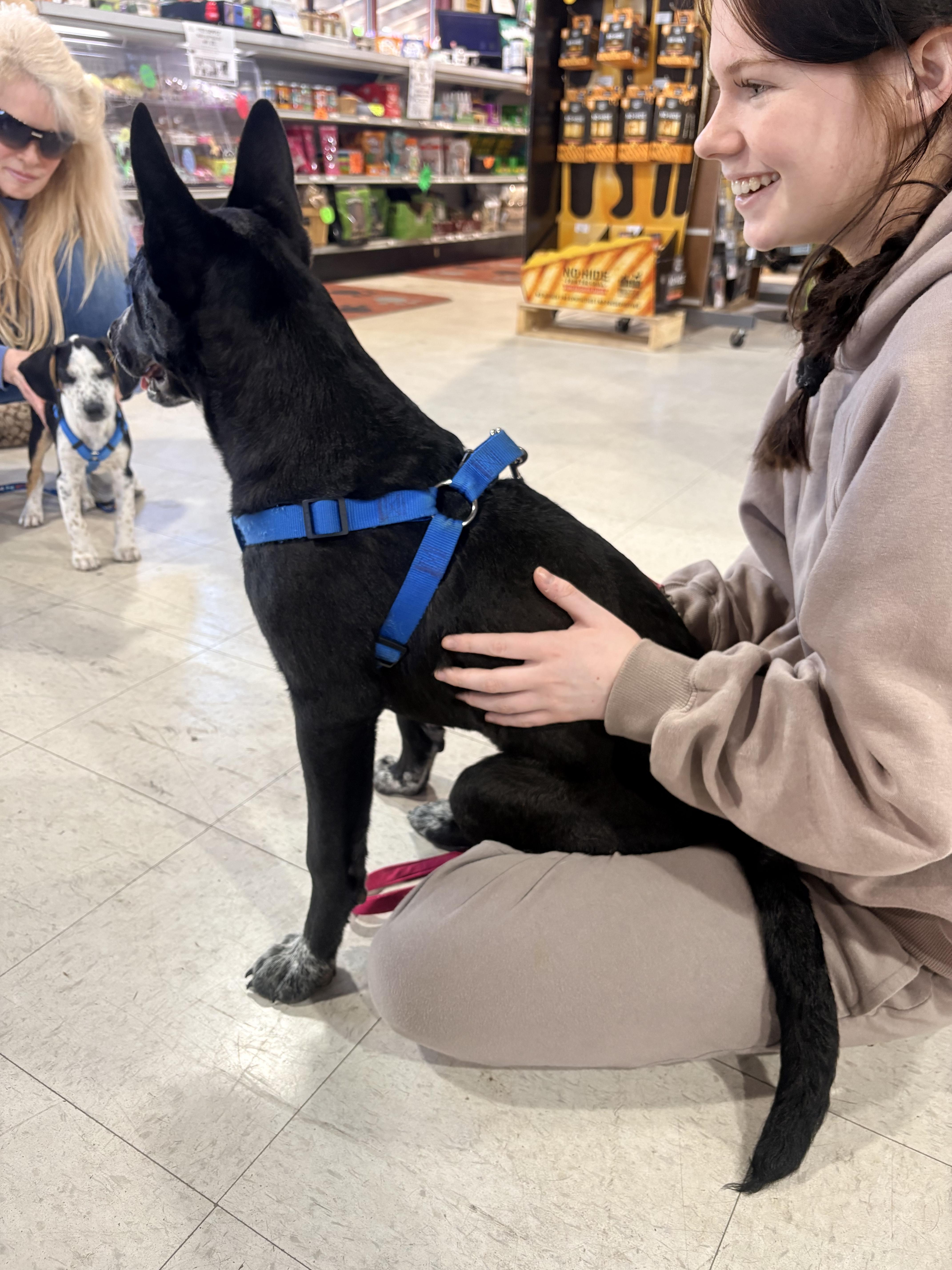 Cleo, a ADOPTABLE mixed breed in Medford, NJ image 4/4