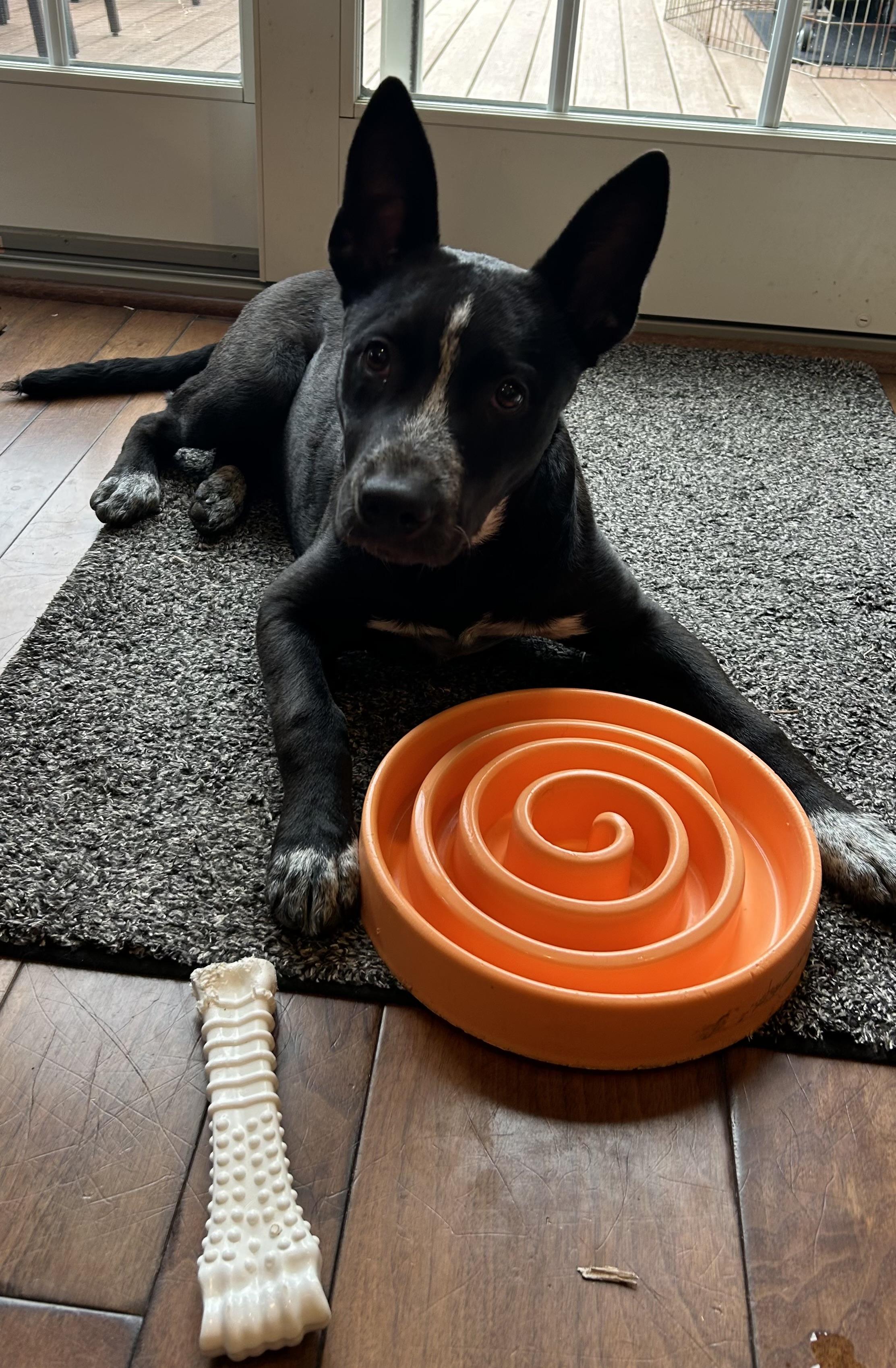 Cleo, ADOPTABLE, Young Female Cattle Dog.