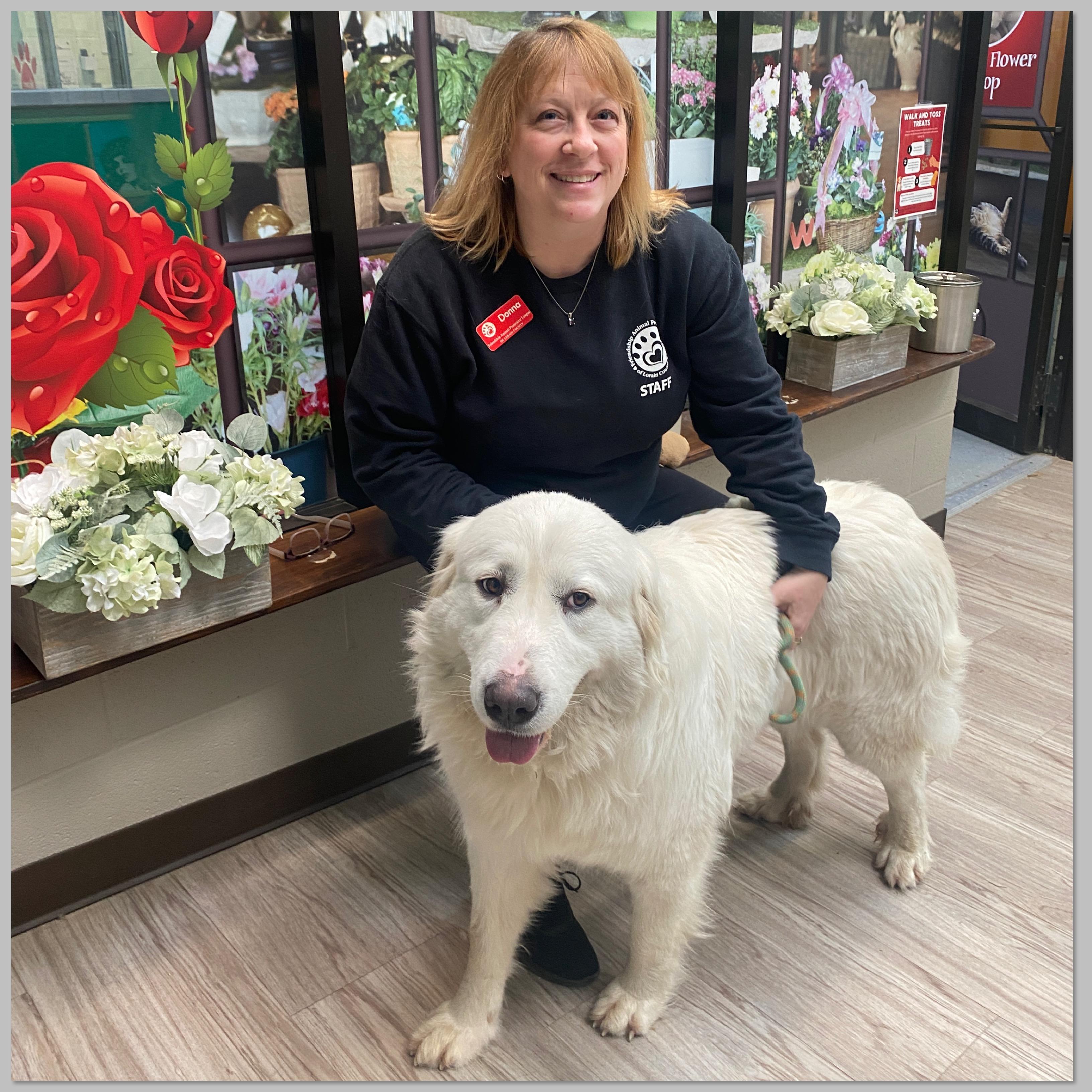 Siggy, adoptable, Adult Female Great Pyrenees.