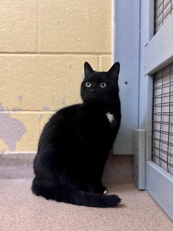 Jill, Adoptable, Adult Female Domestic Short Hair.