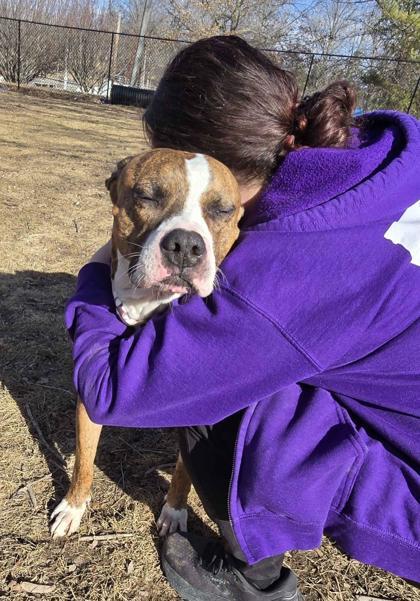Diesel, Adoptable, Senior Male Boxer & Mixed Breed.