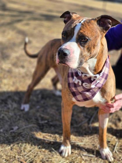Enlarge Diesel, a Adoptable mixed breed in Washington, IA image 2/3