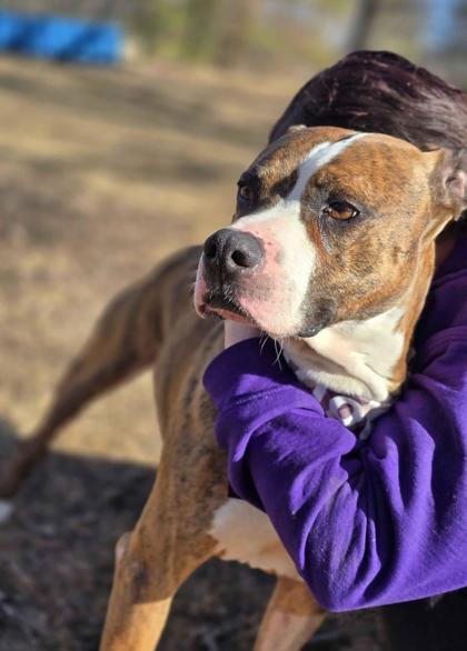 Enlarge Diesel, a Adoptable mixed breed in Washington, IA image 3/3