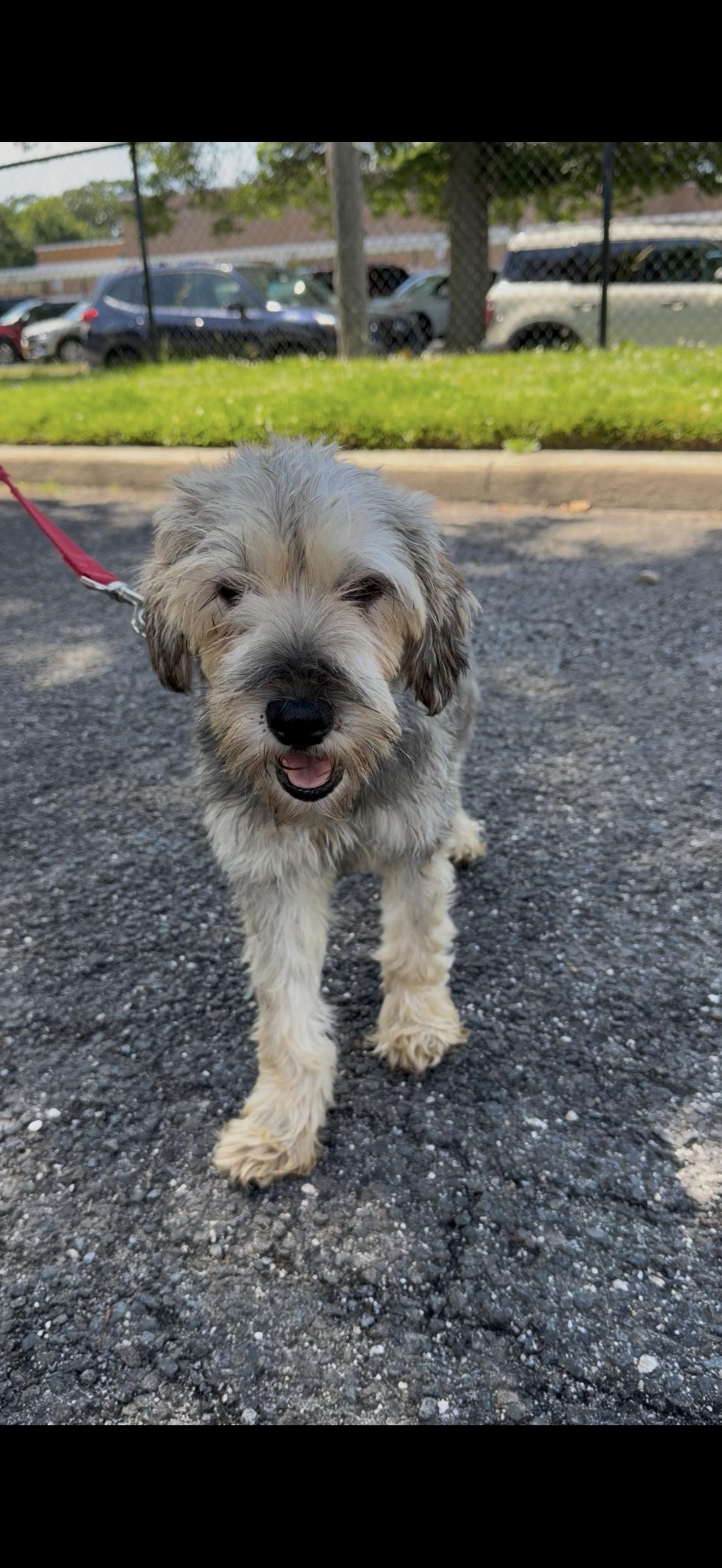 Shelby, ADOPTABLE, Adult Female Schnauzer.