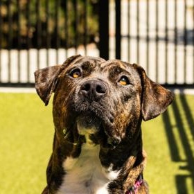 Enlarge Mirabel, a ADOPTABLE Pit Bull Terrier in Santa Cruz, CA image 2/6