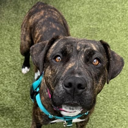Enlarge Mirabel, a ADOPTABLE Pit Bull Terrier in Santa Cruz, CA image 6/6