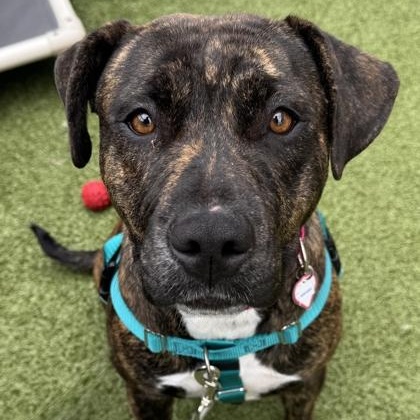 Enlarge Mirabel, a ADOPTABLE Pit Bull Terrier in Santa Cruz, CA image 5/6