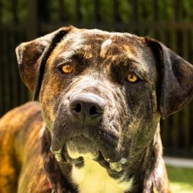 Mirabel, ADOPTABLE, Adult Female Pit Bull Terrier.