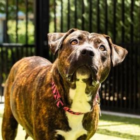 Enlarge Mirabel, a ADOPTABLE Pit Bull Terrier in Santa Cruz, CA image 4/6