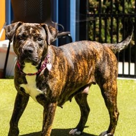 Enlarge Mirabel, a ADOPTABLE Pit Bull Terrier in Santa Cruz, CA image 3/6