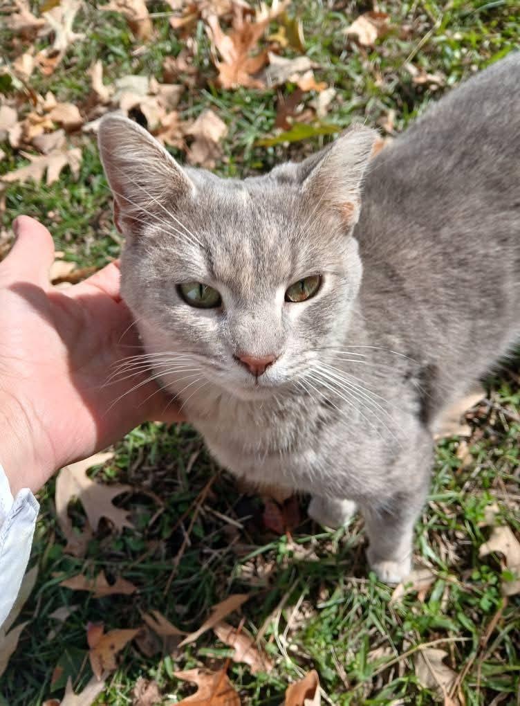 Marcie, Adoptable, Adult Female Tabby.
