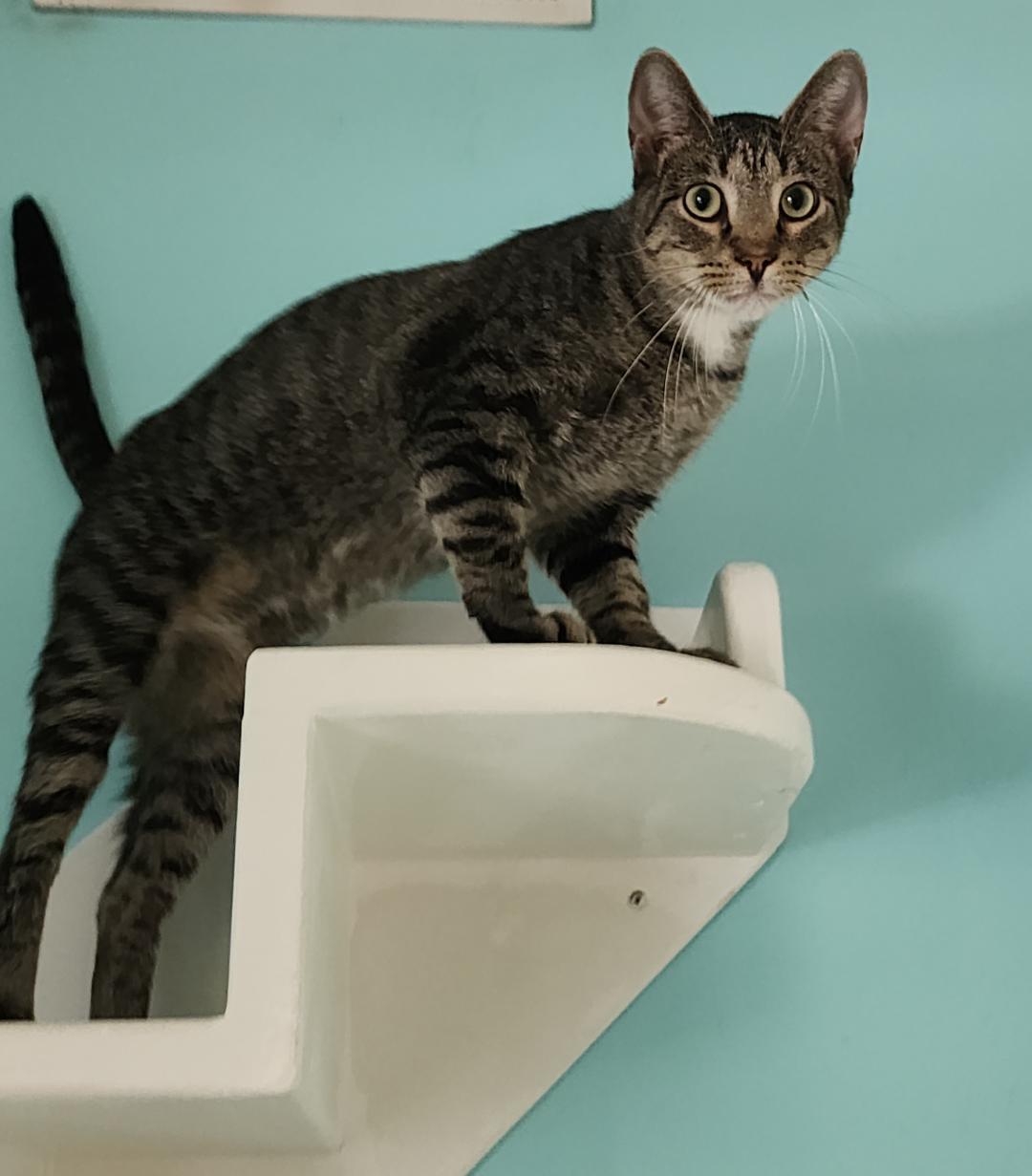 Enlarge Henry, a ADOPTABLE mixed breed in Fairfield, IA image 1/1