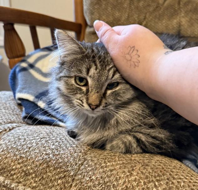 Milo, Adopted, Young Male Domestic Long Hair.