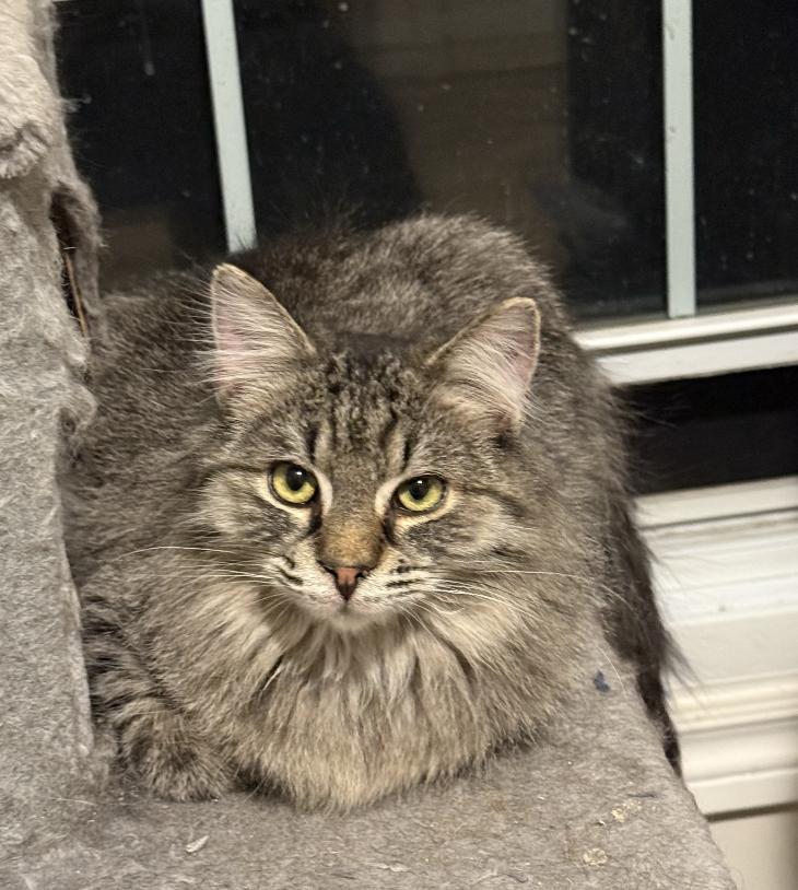 Enlarge Milo, a Adopted Domestic Long Hair in Red Hook, NY image 2/6