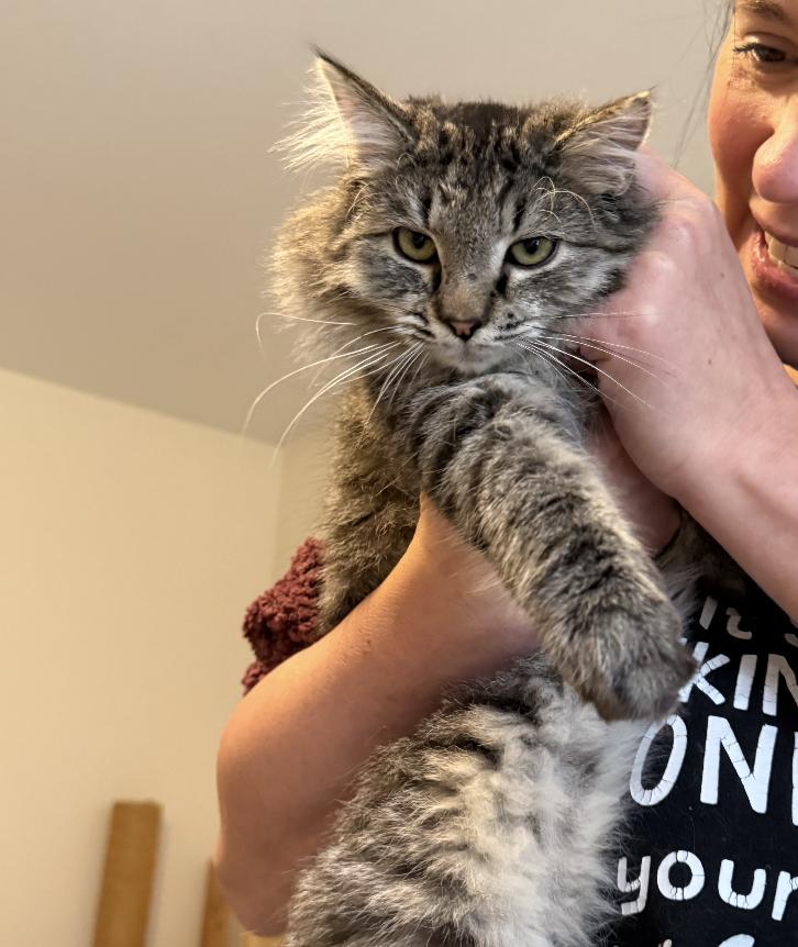 Enlarge Milo, a Adopted Domestic Long Hair in Red Hook, NY image 3/6