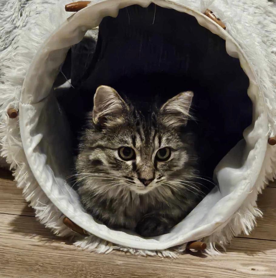 Enlarge Milo, a Adopted Domestic Long Hair in Red Hook, NY image 4/6