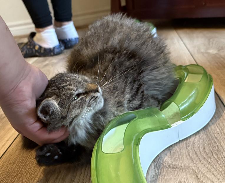 Enlarge Milo, a Adopted Domestic Long Hair in Red Hook, NY image 5/6