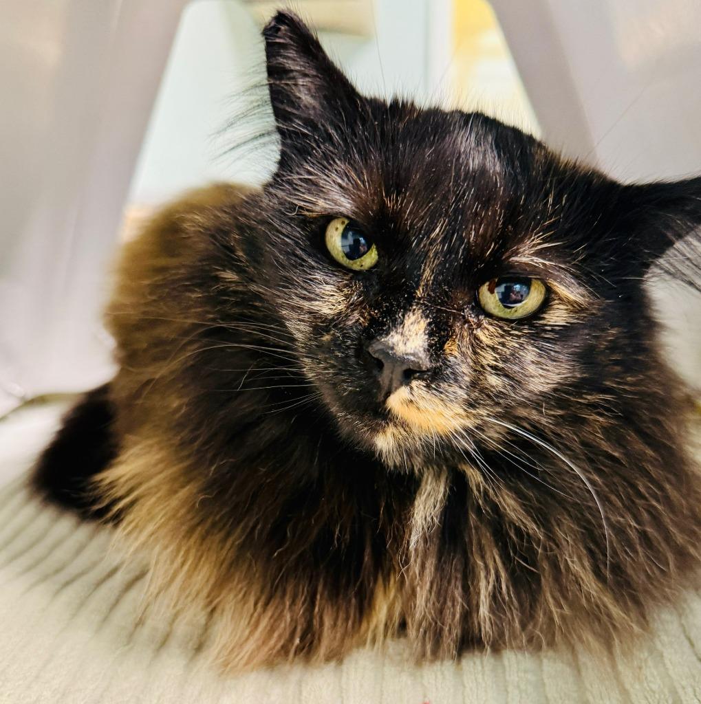 Enlarge Bramble, a Adoptable mixed breed in Eastsound, WA image 1/5