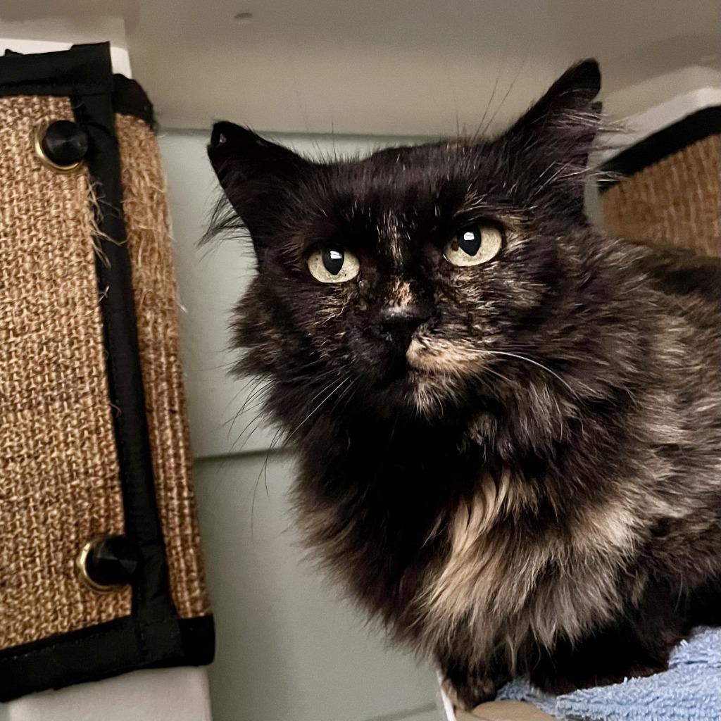 Enlarge Bramble, a Adoptable mixed breed in Eastsound, WA image 2/5