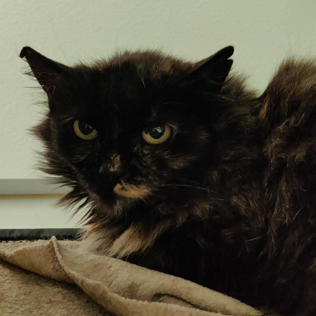 Enlarge Bramble, a Adoptable mixed breed in Eastsound, WA image 2/3