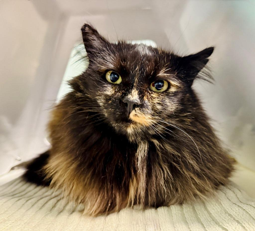 Enlarge Bramble, a Adoptable mixed breed in Eastsound, WA image 4/5