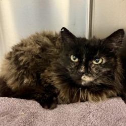 Enlarge Bramble, a Adoptable mixed breed in Eastsound, WA image 3/3