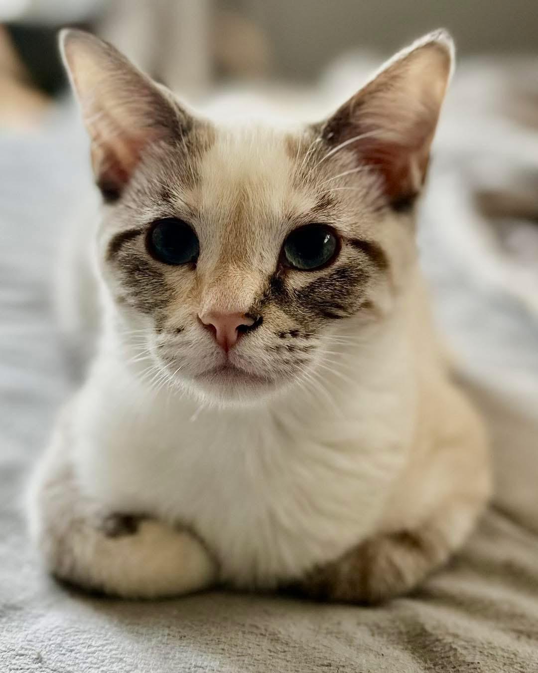 Enlarge Pearl, a Adopted Domestic Short Hair in Wheeling, IL image 1/1