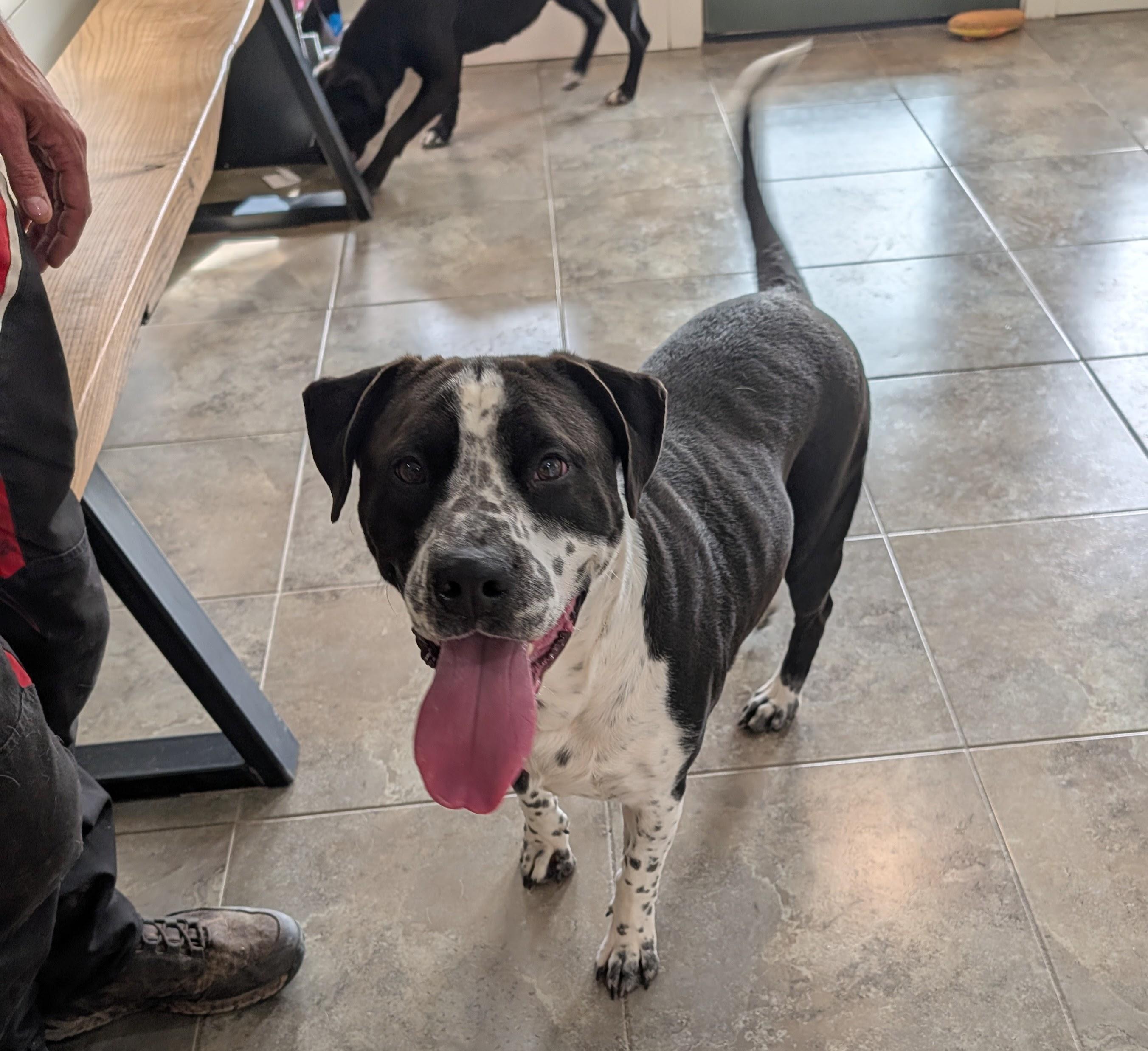 Atouk, adopted, Adult Male American Staffordshire Terrier.