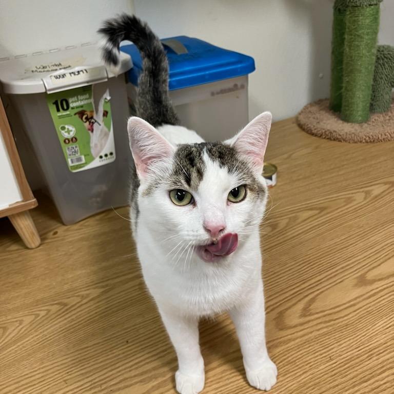 Verran, Adoptable, Adult Male Domestic Short Hair.