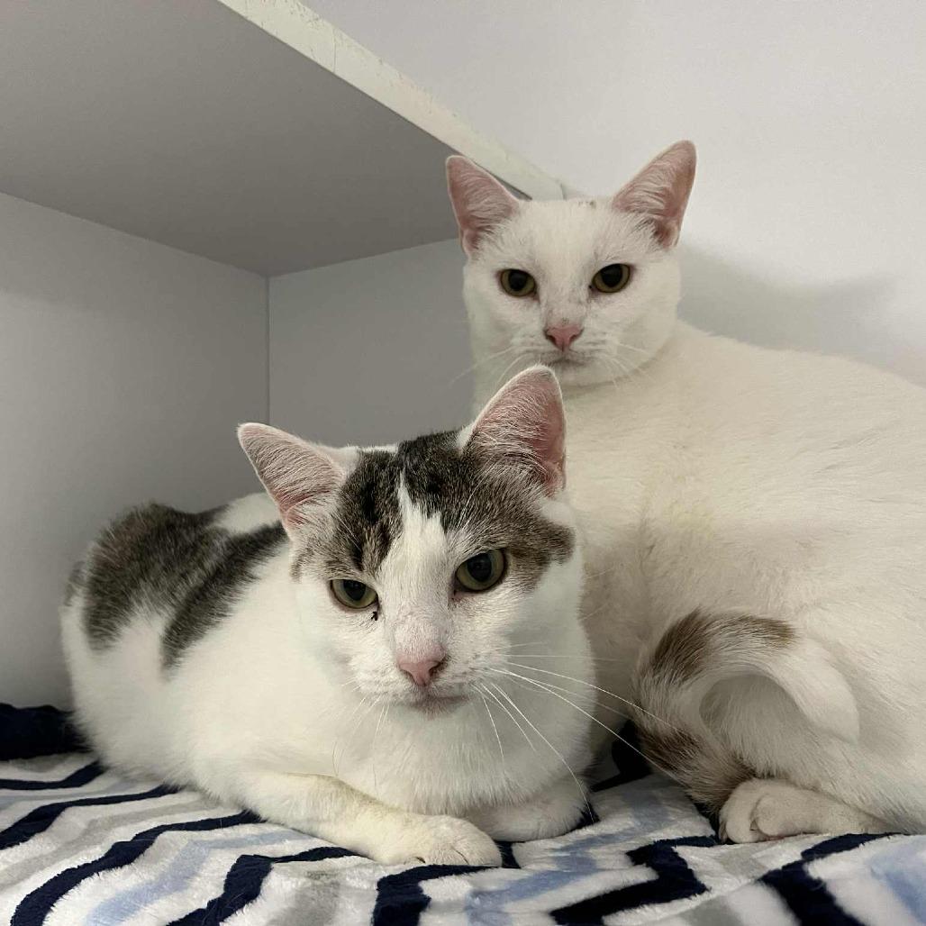 Verran, a Adoptable Domestic Short Hair in Lyndhurst, VA image 2/4