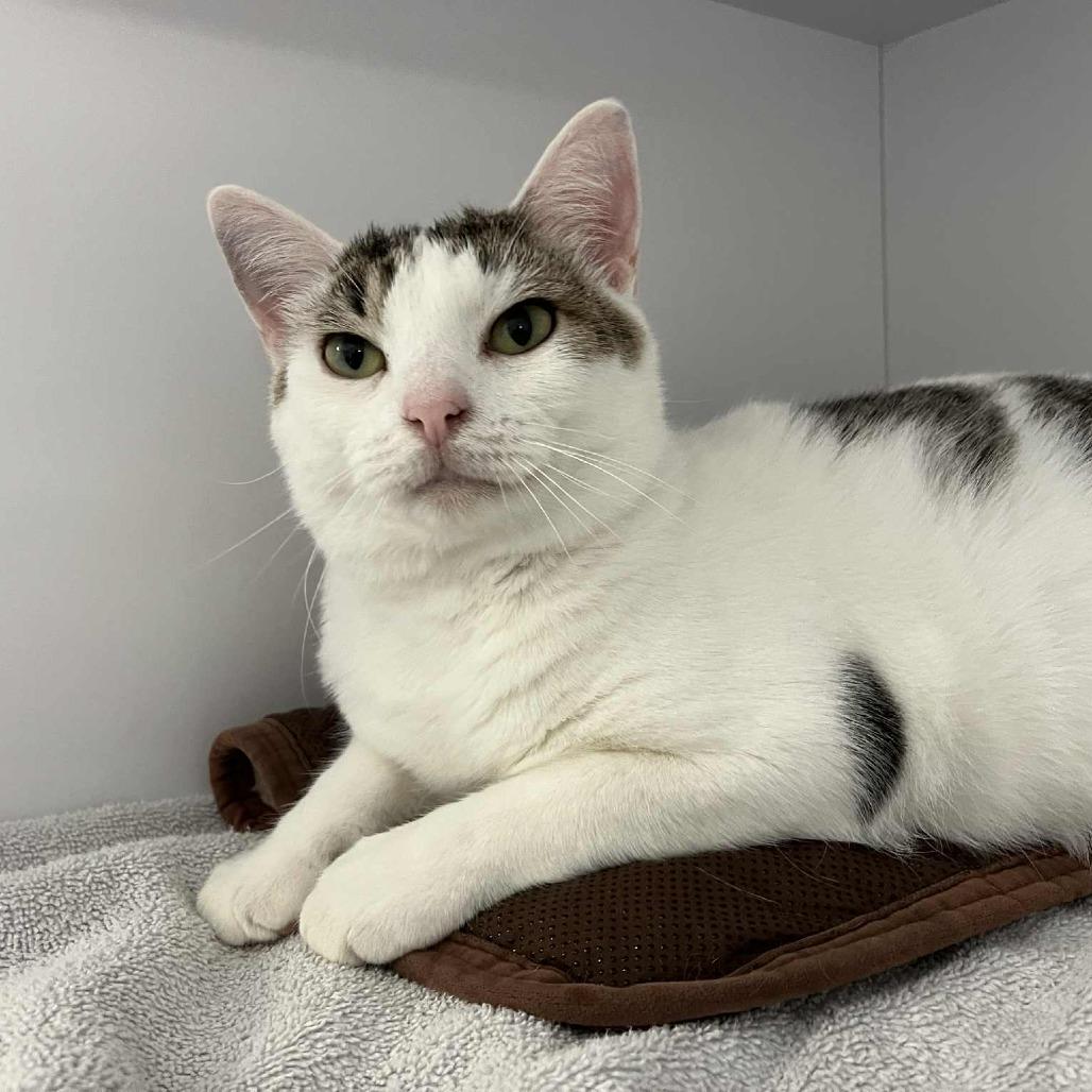 Verran, a Adoptable Domestic Short Hair in Lyndhurst, VA image 3/4