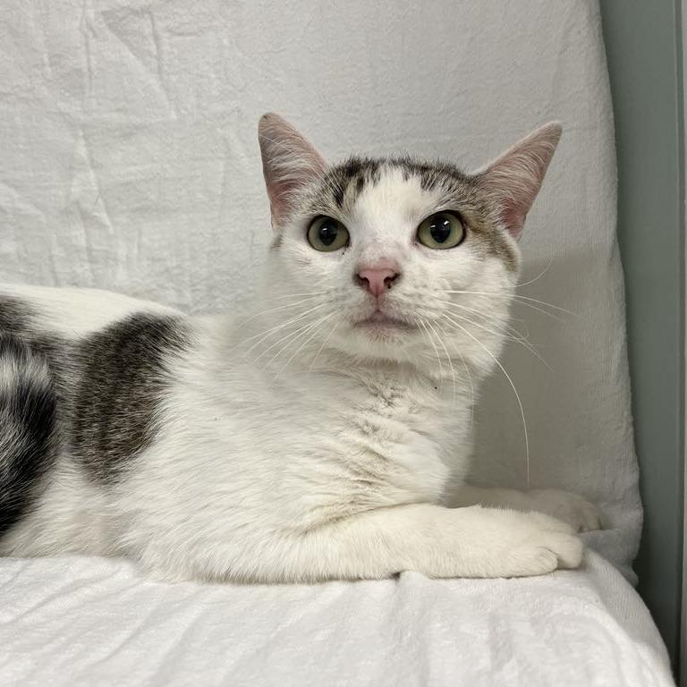 Verran, a Adoptable Domestic Short Hair in Lyndhurst, VA image 4/4