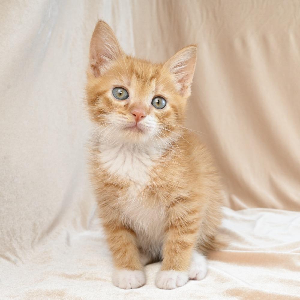 Enlarge Rumble, a Adoptable Domestic Medium Hair in Mobile, AL image 1/6