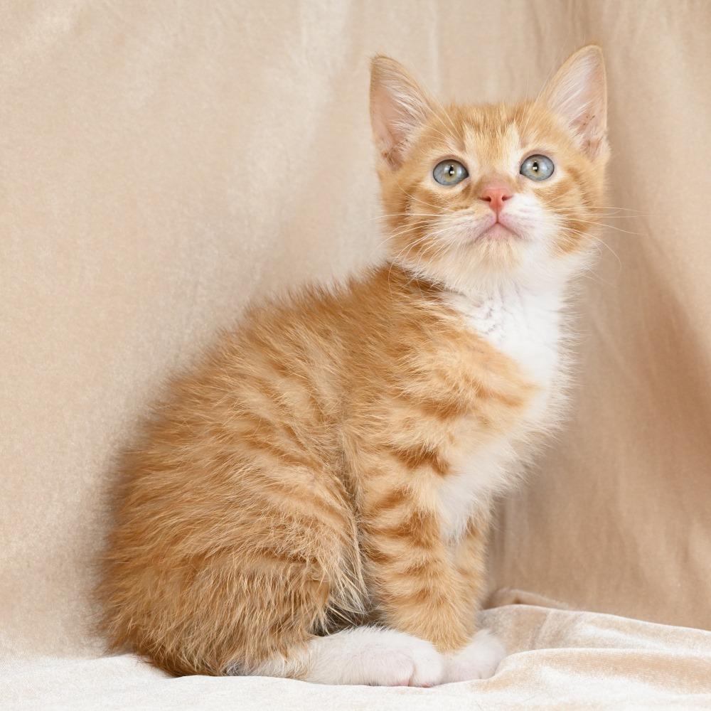 Enlarge Rumble, a Adoptable Domestic Medium Hair in Mobile, AL image 2/6