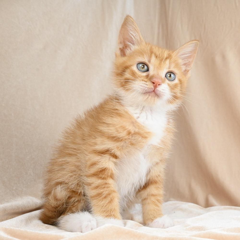 Enlarge Rumble, a Adoptable Domestic Medium Hair in Mobile, AL image 3/6