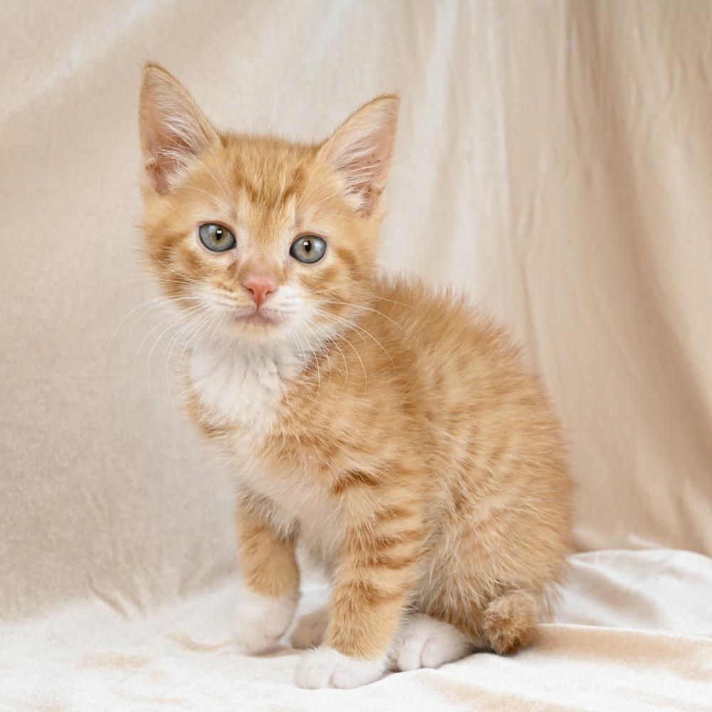 Enlarge Rumble, a Adoptable Domestic Medium Hair in Mobile, AL image 4/6