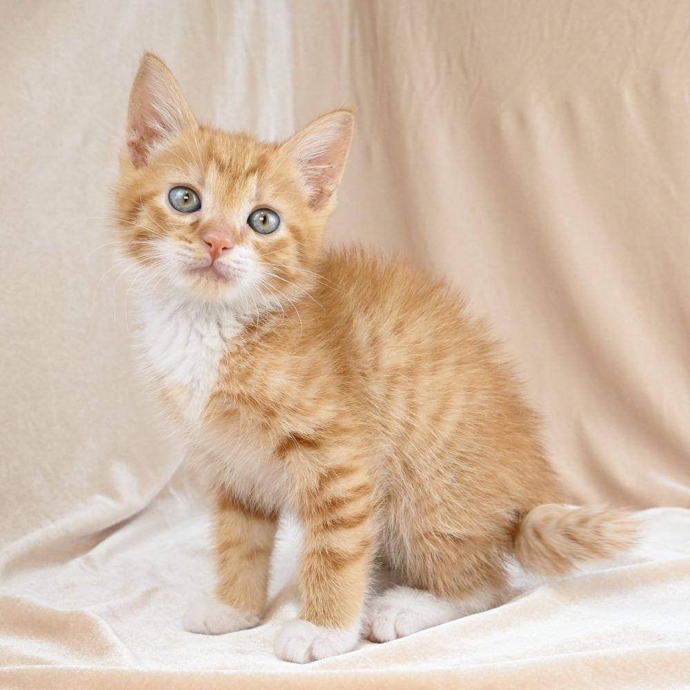 Enlarge Rumble, a Adoptable Domestic Medium Hair in Mobile, AL image 5/6